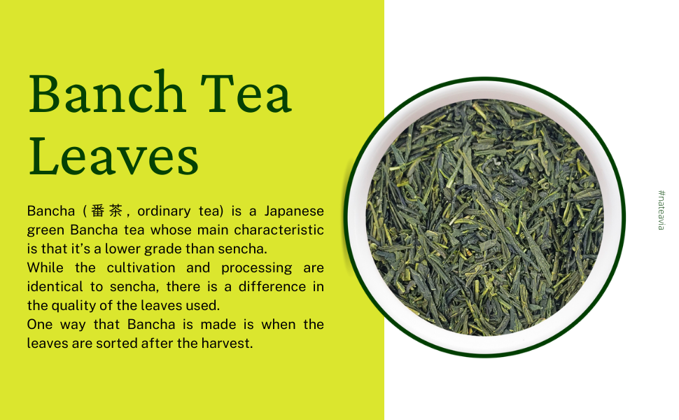 Thé Bancha japonais bio – Thé vert en vrac de Kagoshima | Deuxième récolte, goût léger, faible en caféine, 100 g – Nateavia