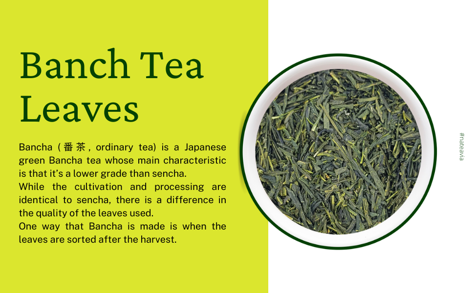 Nateavia Bancha - Organic  Japanese Loose Leaf Green Tea - Light Taste - Authentic Japanese Origin, from Kagoshima - 100g